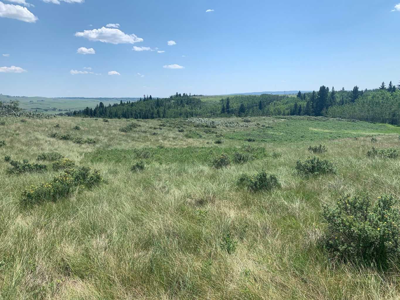 75.50 Acres North Springbank  5;3;25;28;SE  