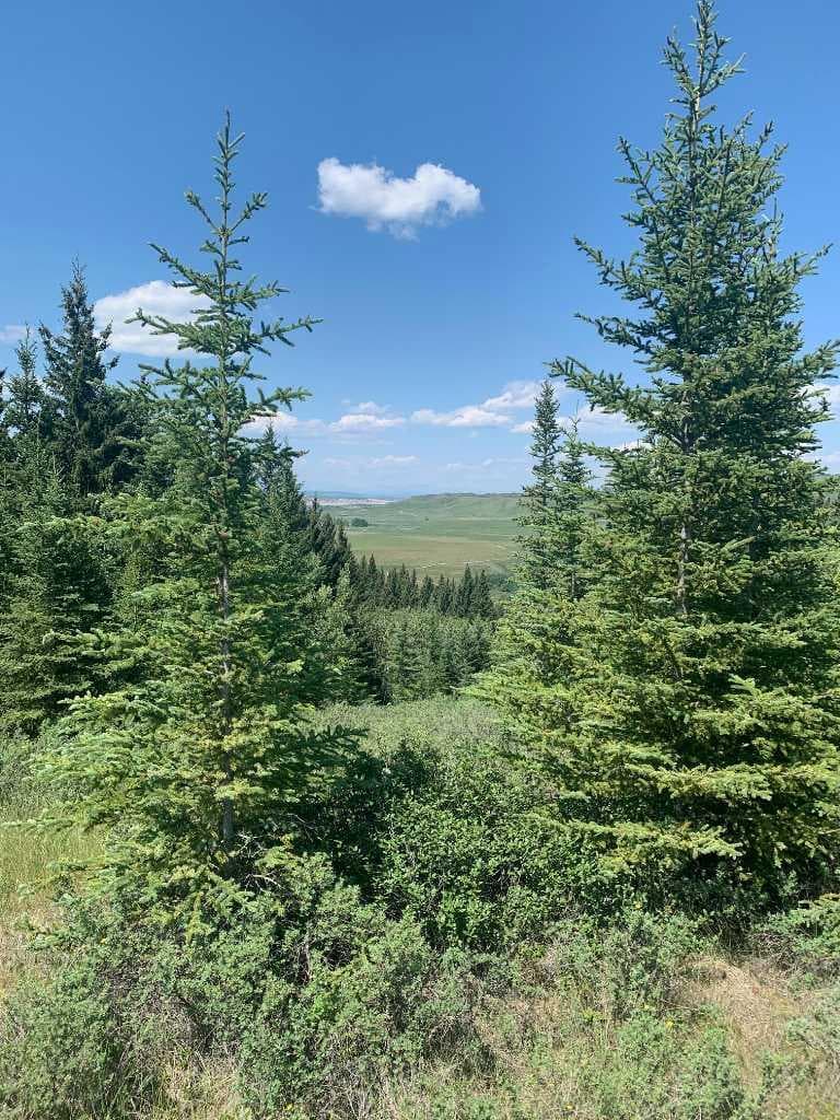 75.50 Acres North Springbank  5;3;25;28;SE  