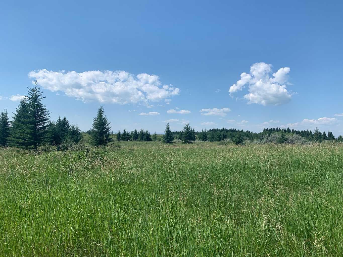 75.50 Acres North Springbank  5;3;25;28;SE  